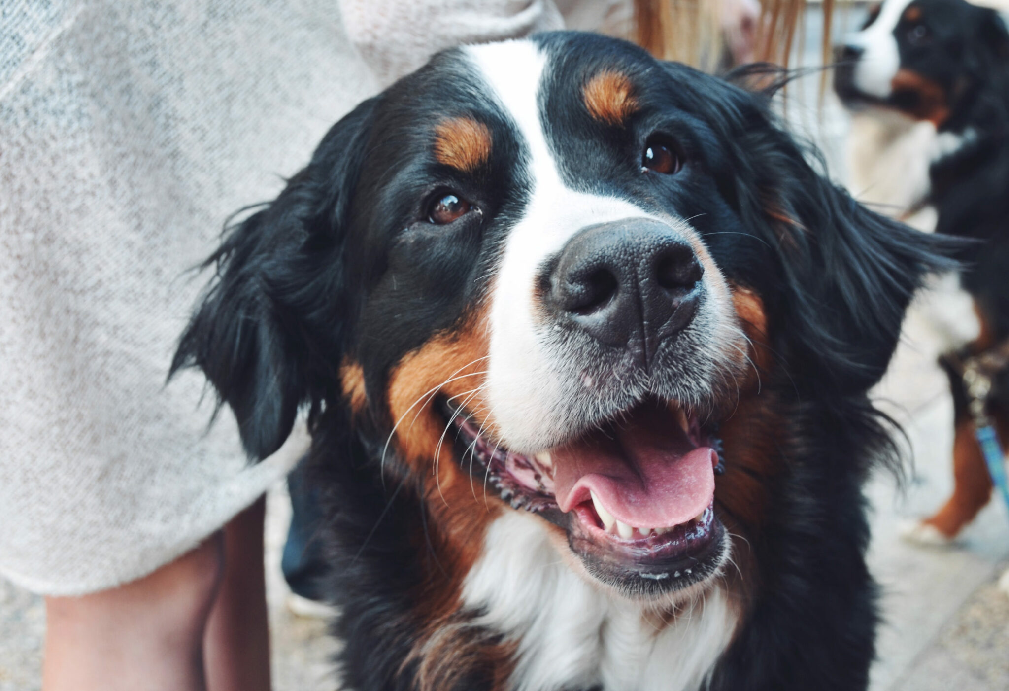 Cremação de cachorro — Valor